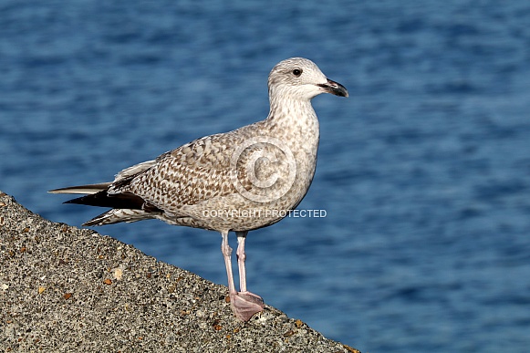 Seagull (Laridae)