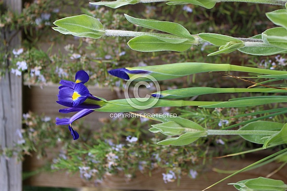 Blue Iris and buds