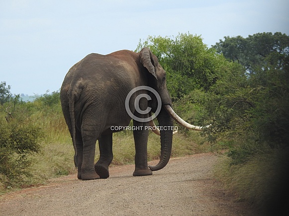 African Elephant with big tusks