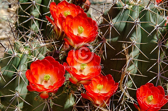 Claret Cup Cactus Flowers