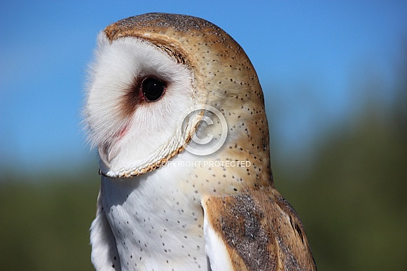 Barn Owl Close-up