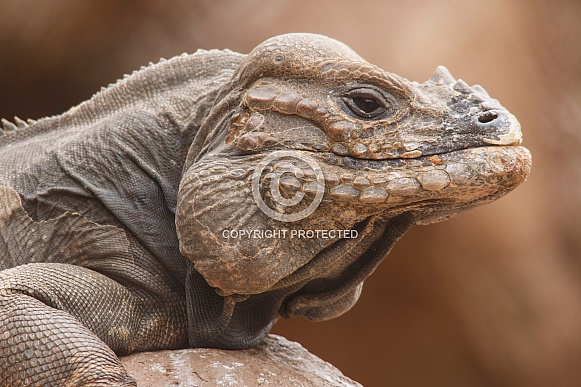 Rhinoceros Iguana Close Up