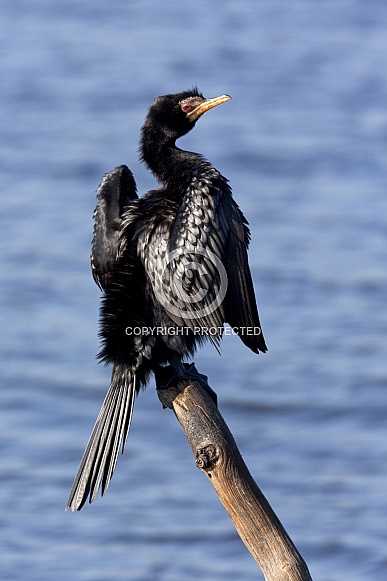 Reed Cormorant - Botswana