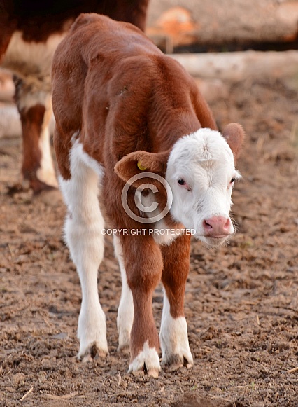 Brown and White Calf