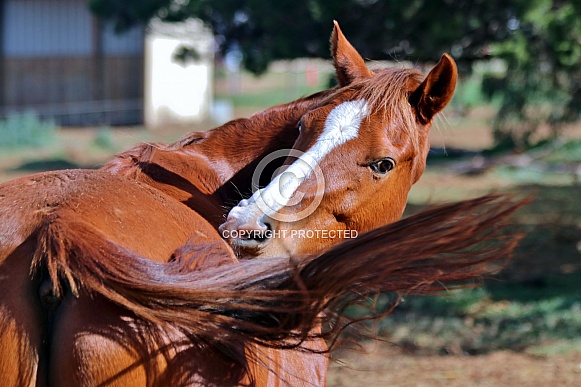 Arabian Pony Scratching