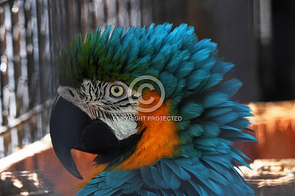 Blue and Gold Macaw - Headshot Profile