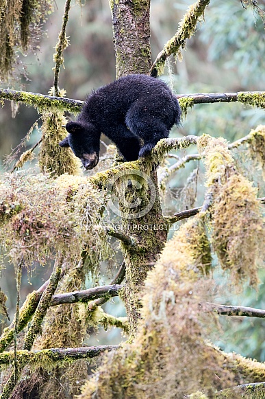 Black Bear Cub (wild)