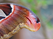 Atlas Moth Wing Close up