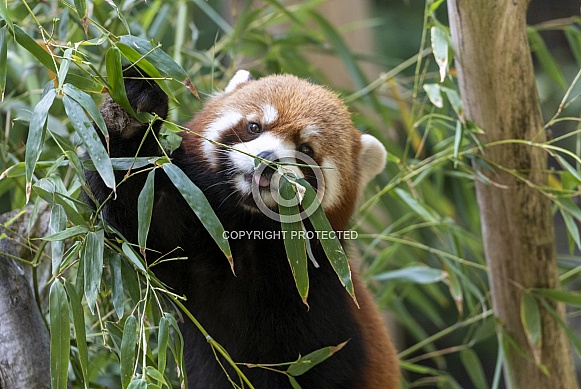 Red Panda chewing on a leaf