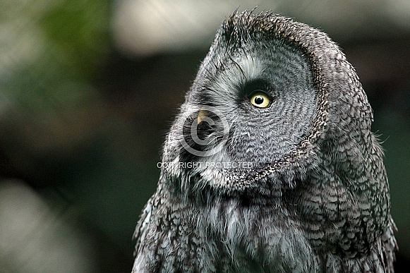Great grey Owl