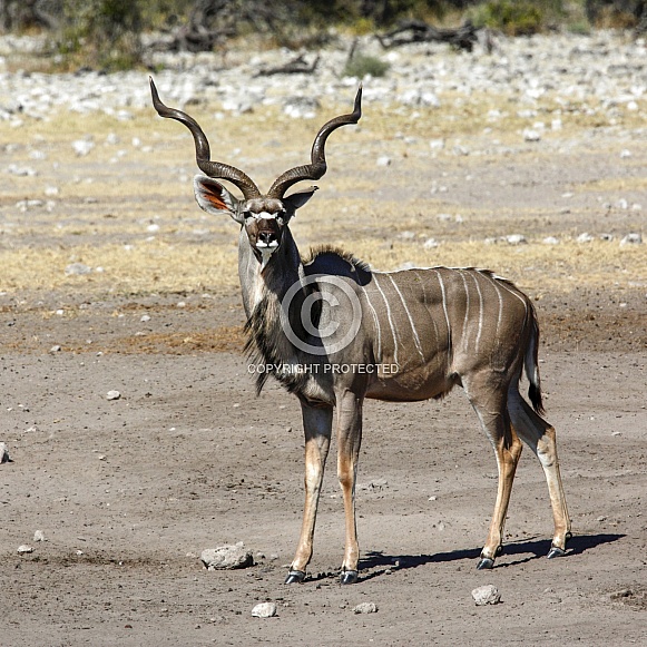 Kudu Antelope - Namibia