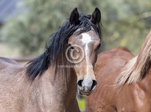 Young Arabian horse looking at the camera
