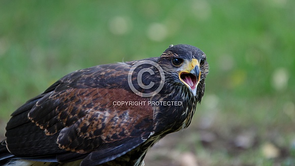 Harris's Hawk (Juvenile)