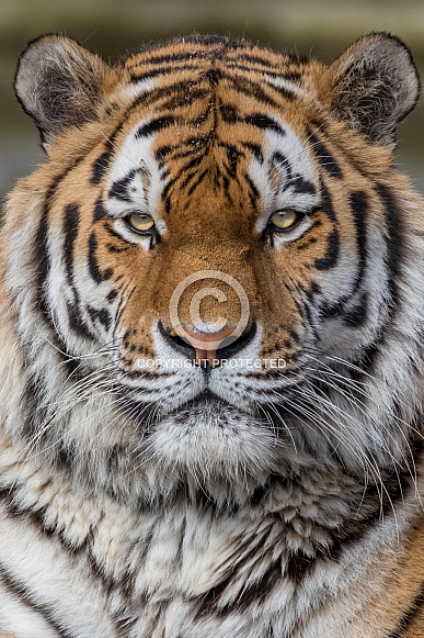 Siberian Tiger(Panthera Tigris Altaica)