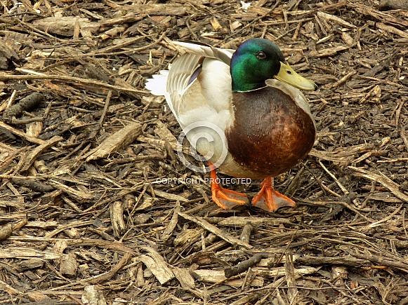 Male mallard duck posing