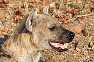 Female Spotted Hyena