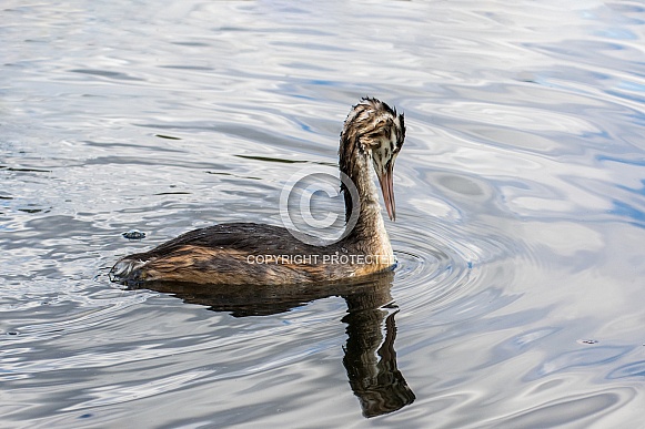 Juvenile Great Crested Grebe