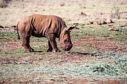White Rhino Calf