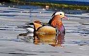 Male mandarin duck