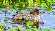 Male drake Green winged teal - Anas crecca - swimming in water