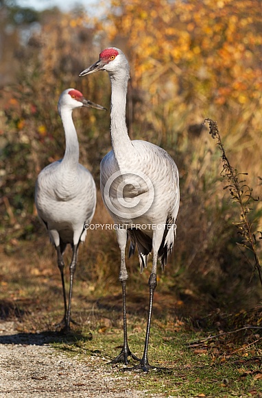 Sandhill Cranes walking