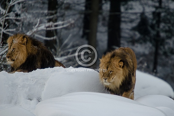 Lions in the Snow