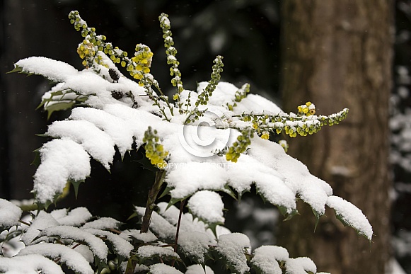 close-up view of beautiful twigs with green leaves covered with snow in forest