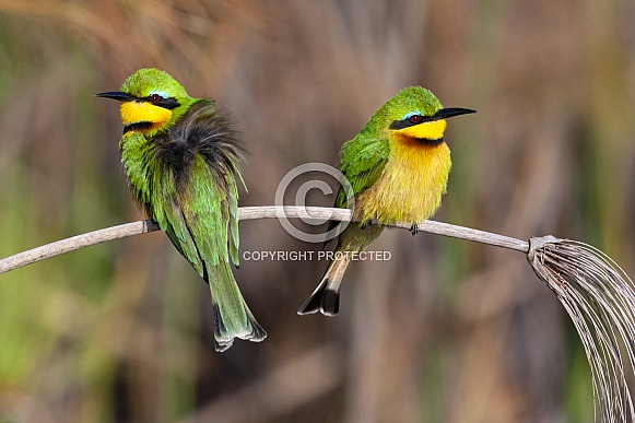 Little Bee-eaters (Merops pusillus)