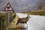 Red Deer Stag near a road sign - Scotland