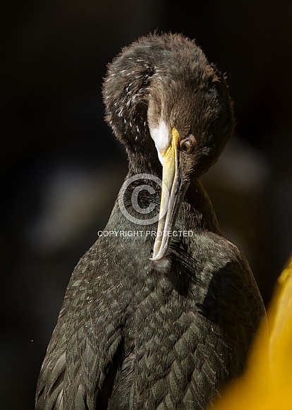Great Cormorant Preening