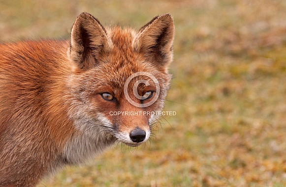 Red Fox - Vulpes Vulpes