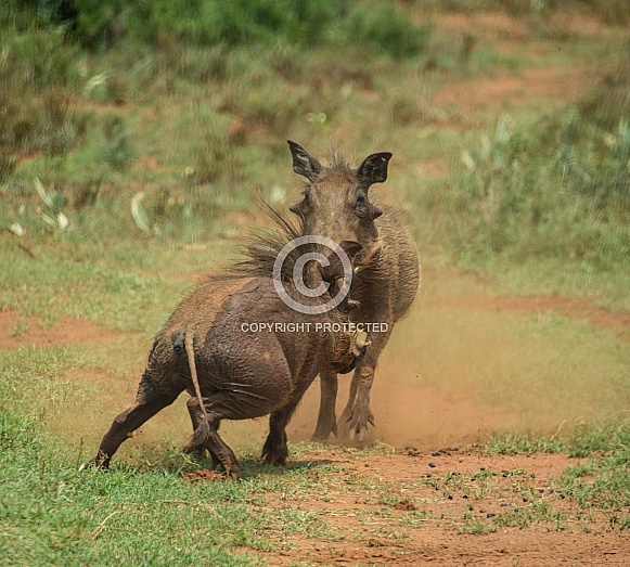 Young Warthogs Fighting