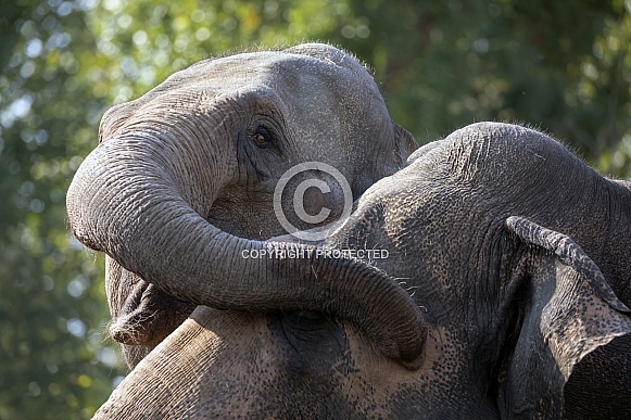 Indian elephant (Elephas maximus indicus)