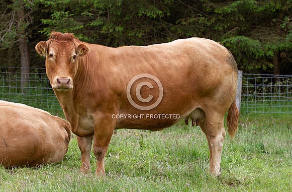 Limousin cow