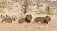 African Lion (Wild)