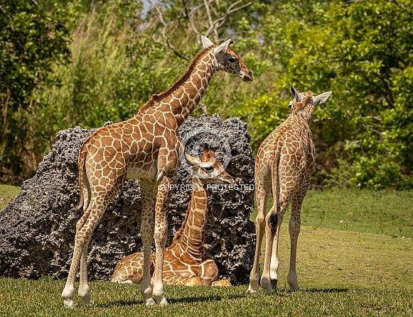 Baby Reticulated Giraffe