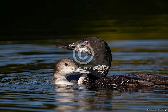 Loon and baby