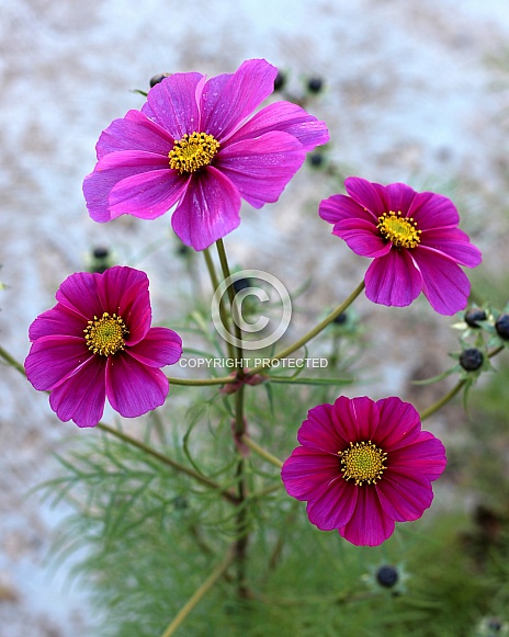 Hot Pink Cosmos Flowers