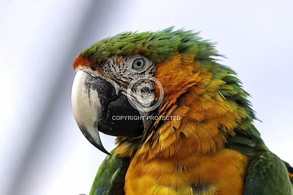 Hybrid Macaw Close Up