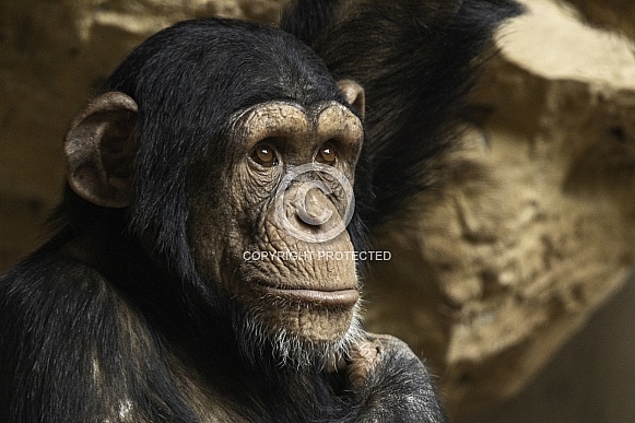 Young Chimpanzee Close Up Face Shot
