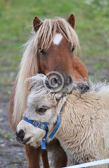 Pony mother and foal
