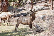 Wild elk