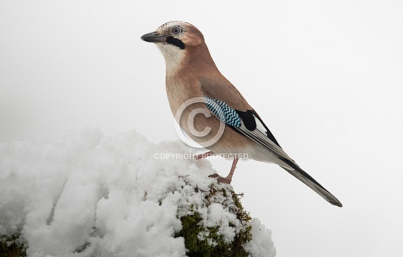 Jay in the Snow