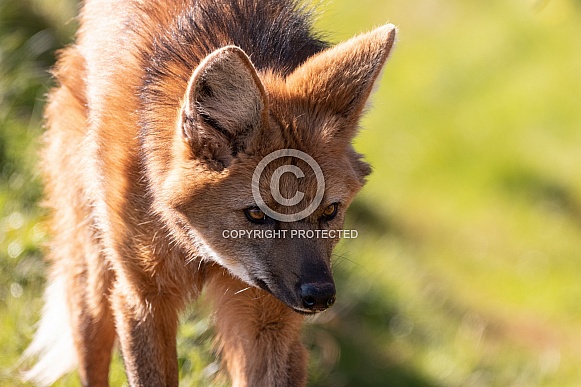 Maned Wolf Walking Close Up Head Down