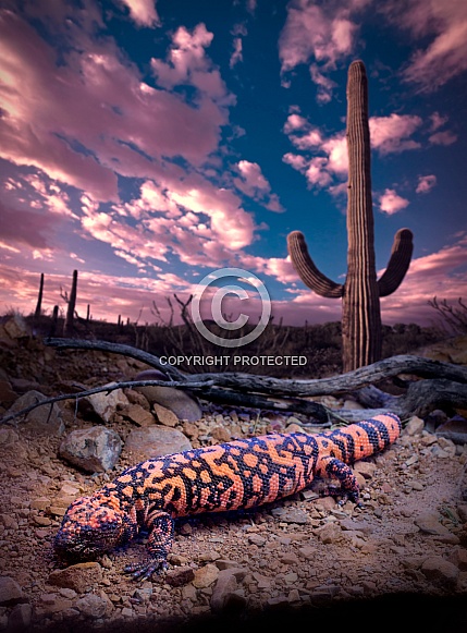Gila Monster against Saguaro Cactus