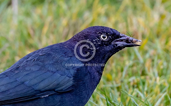 Blackbird in grass close up