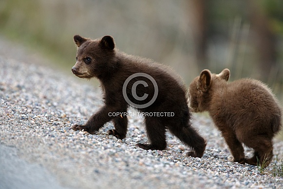Two black bear cubs