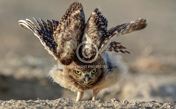 Burrowing Owl--Feel The Burn