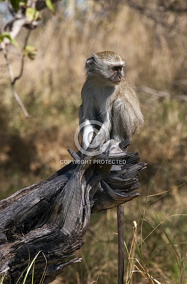 Vervet Monkey - Okavango Delta - Botswana