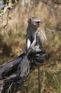 Vervet Monkey - Okavango Delta - Botswana